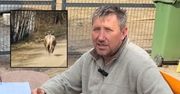 Krowa uciekła Andrzejowi z Plutycz. "Niby spokojna, ja metr od niej"