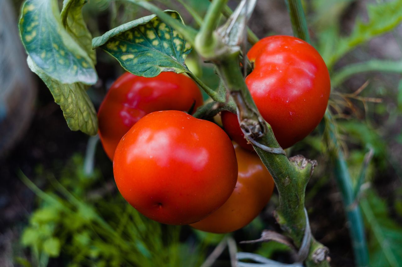 Tomatoes: Low-calorie superfood with health-boosting powers