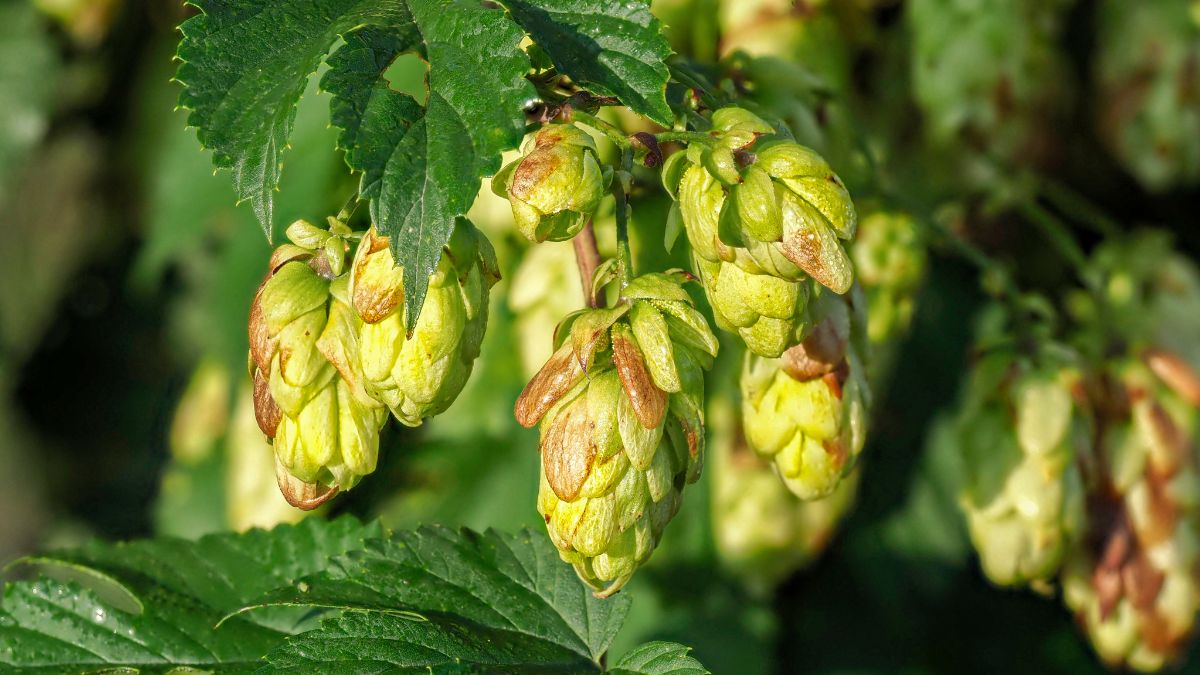 Szyszki chmielu to bogato wielu mikroelementów.