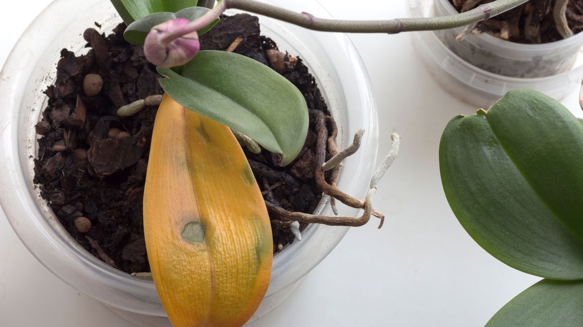 Dlaczego liście storczyka żółkną?