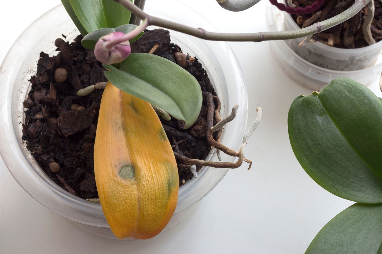 Troubleshooting your orchid: The mystery of yellowing leaves