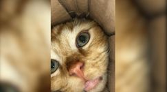 Ciekawski kotek. Bije rekordy popularności w sieci