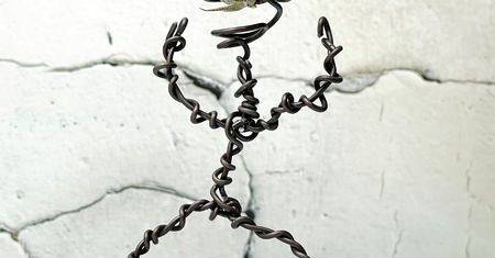 Oplątwa Tillandsia