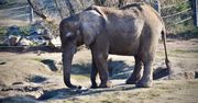 Poznań: Smutne wieści z zoo. Nie żyje słonica Kinga