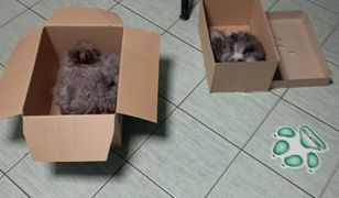 Niewiarygodne, co znaleziono w Kielcach. Odkrycie w kartonach