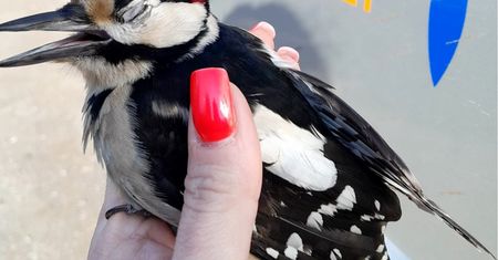 Dzięcioł nie zauważył przeszkody. Tylko zobaczcie, co się stało