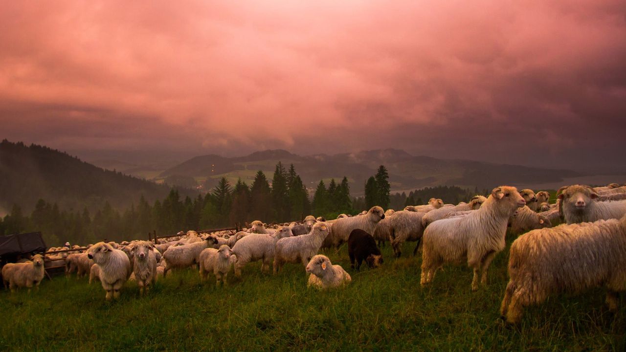 Tokina zaprasza na krajobrazowo-owczarskie warsztaty w Pieninach