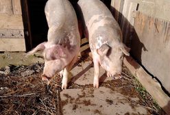 Gaworzyce. Wirus ASF znów zaatakował. Zabito zwierzęta