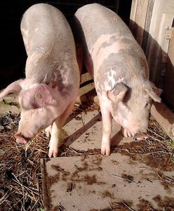 Gaworzyce. Wirus ASF znów zaatakował. Zabito zwierzęta