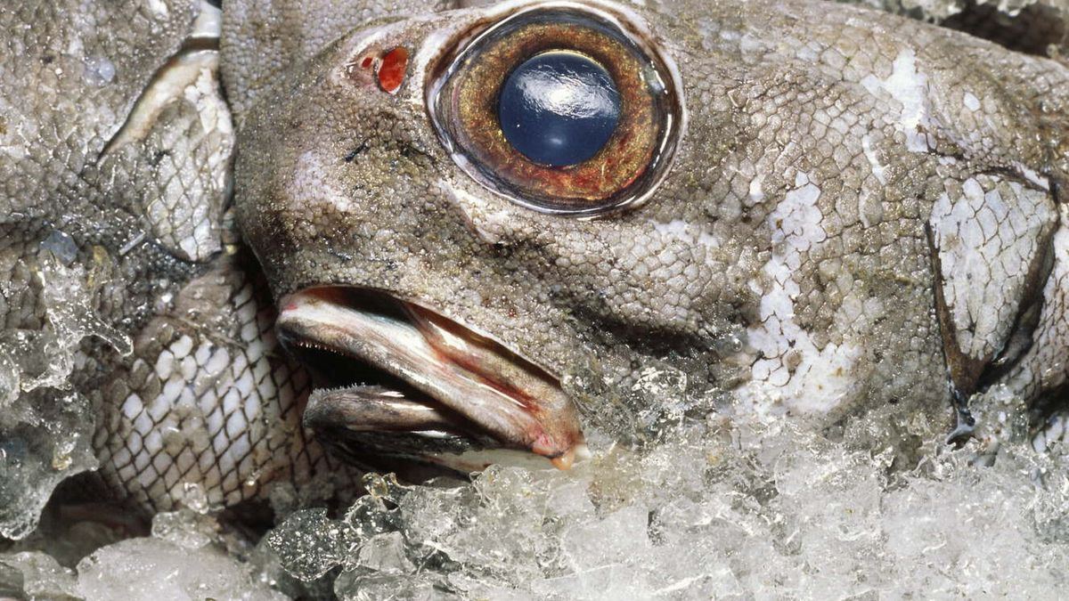 Ma chude mięso i jest niedroga. Zdrowa alternatywa dla dorsza