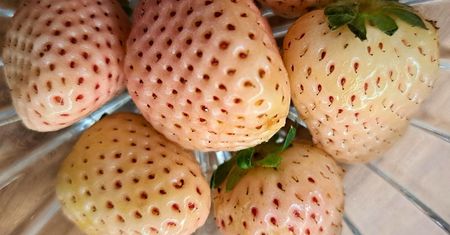 Wygląda jak niedojrzała, a zachwyca smakiem. Słodka i bardziej aromatyczna od zwykłej truskawki