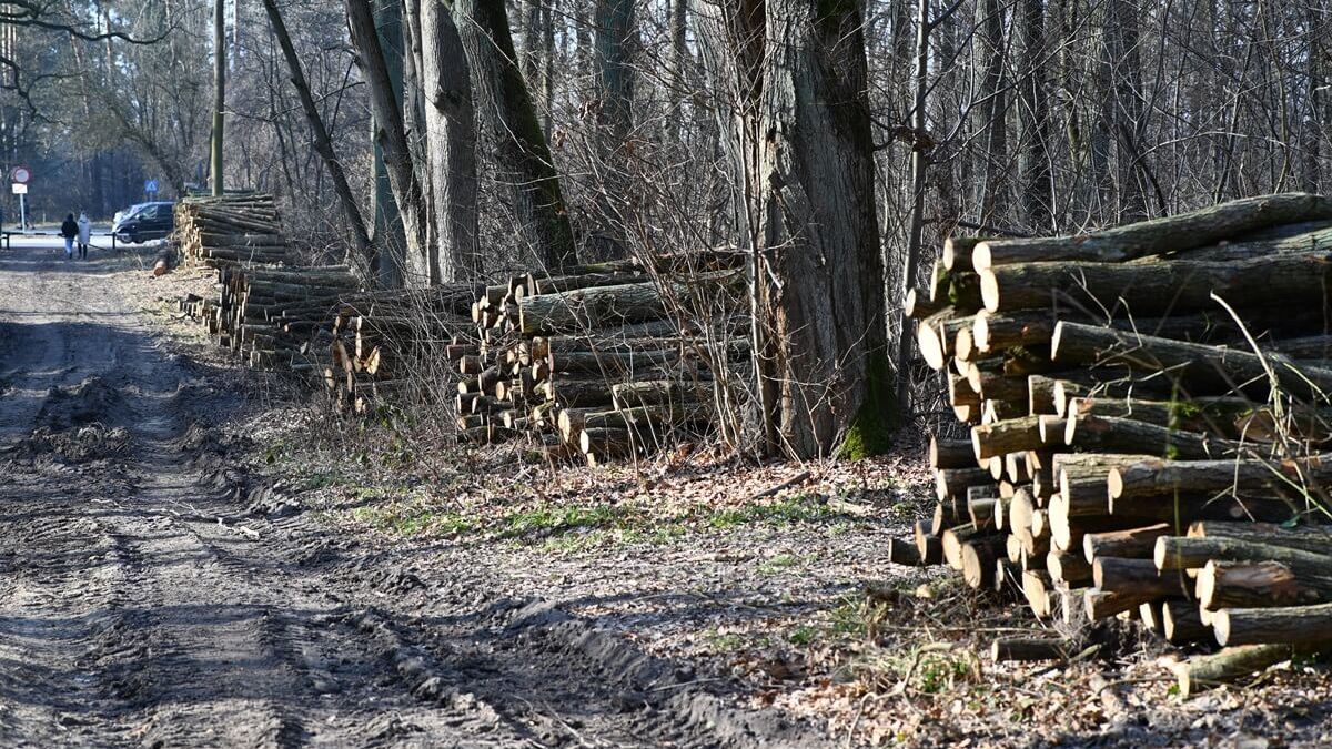 Wycinka drzew w lesie Dąbrowa koło Zalewu Zemborzyckiego