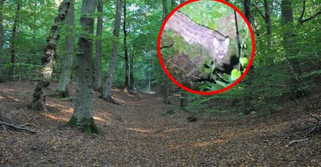 Wielka akcja szukania pumy w Polanowie. Fotopułapki i drony w akcji
