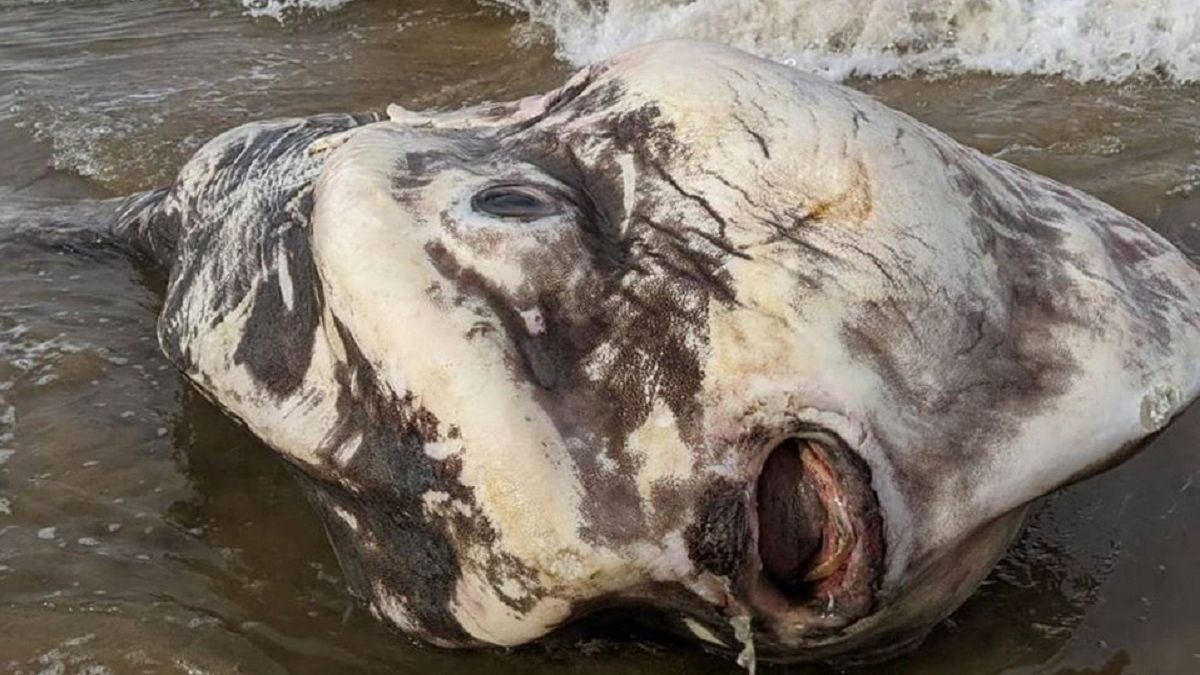 Turyści znaleźli rzadki okaz ryby na wybrzeżu Australii