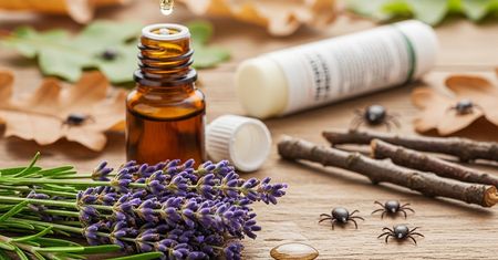 Jak skutecznie odstraszyć kleszcze? Naturalne i apteczne sposoby, zanim będzie za późno