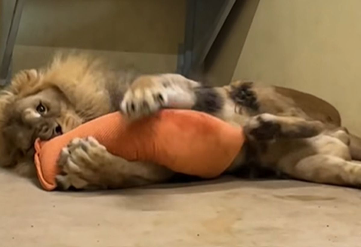 Dali zabawkę lwu z Wrocławia.