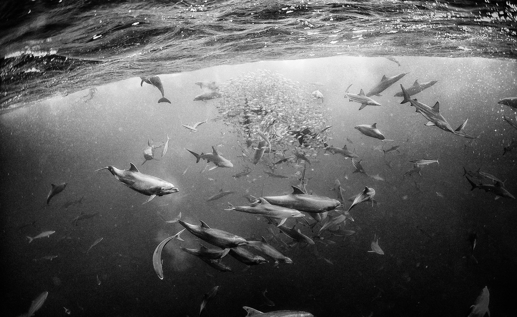 Piękno głębin oceanu pokazane w czerni i bieli 11