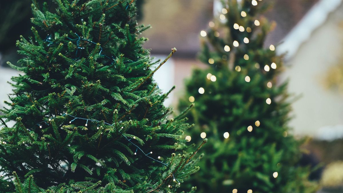 Ceny choinek wyższe niż w poprzednich latach?