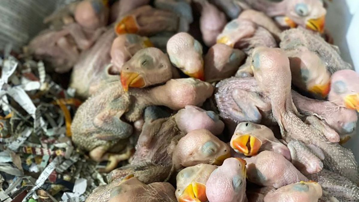 Aktywiści uratowali blisko 2 tys. ptaków