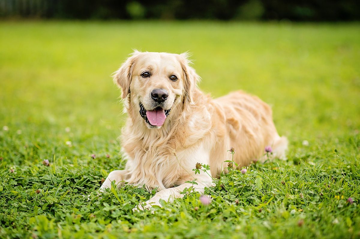 Golden retriever zatrudniony w indyjskiej firmie jako reżyser szczęścia