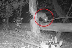 Tajemnice lasu na nagraniu. Bobry też mają gości