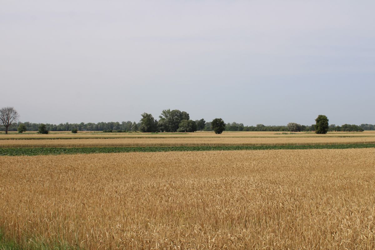 Kontrole w ramach płatności bezpośrednich do gruntów rolnych realizuje się dwoma metodami: inspekcji terenowej oraz "foto".