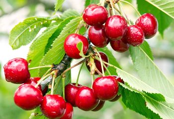 Nie przegap ważnego zabiegu w marcu. Czereśnia szybko się odwdzięczy