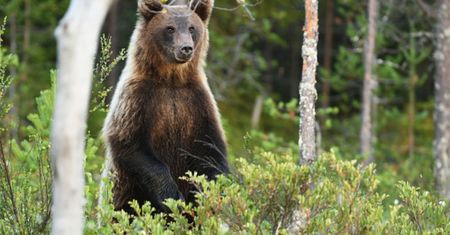 Tatry. Turyści nie mają tam wstępu. Niedźwiedzica i młode wyszły z gawry