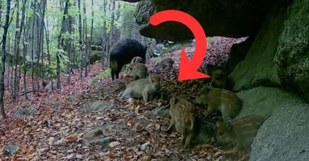 Przyłapane w lesie. Co one tam robią?! Scena rozbawiła internautów
