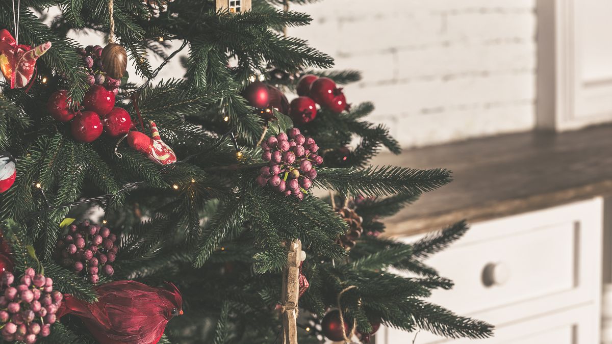 Jest sposób na przedłużenie trwałości choinki w domu