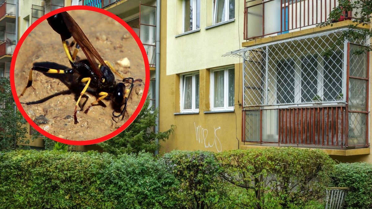 Gliniarze naścienne coraz lepiej czują się w polskich miastach