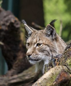 Znaleziono ciało samicy rysia
