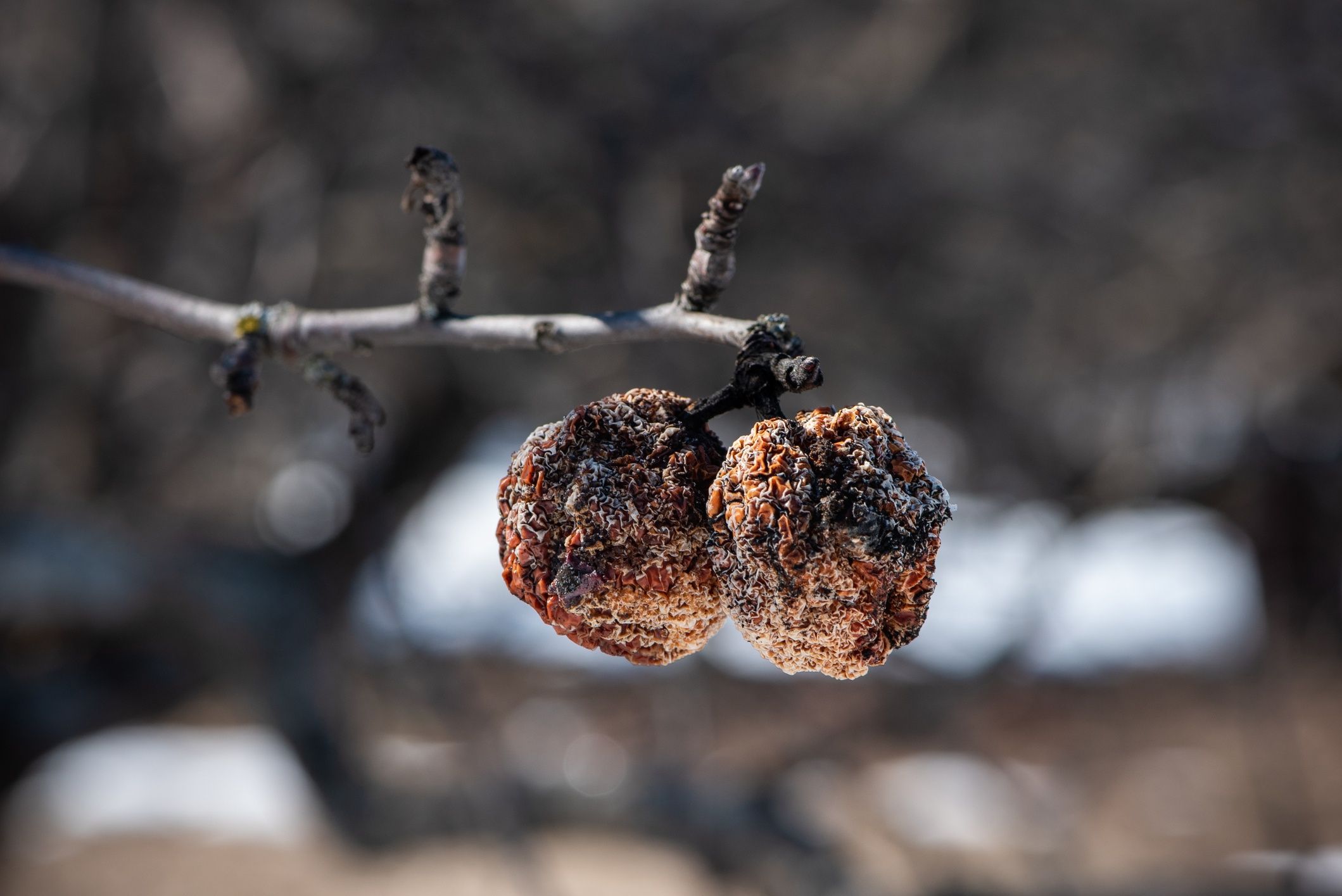Plant diseasesPlant diseases. Infected apples grow in the tree branch with typical signs of diseaseSvetlana Monyakovabranch, leaves, growing, sick, rot, closeup, mold, fungicides