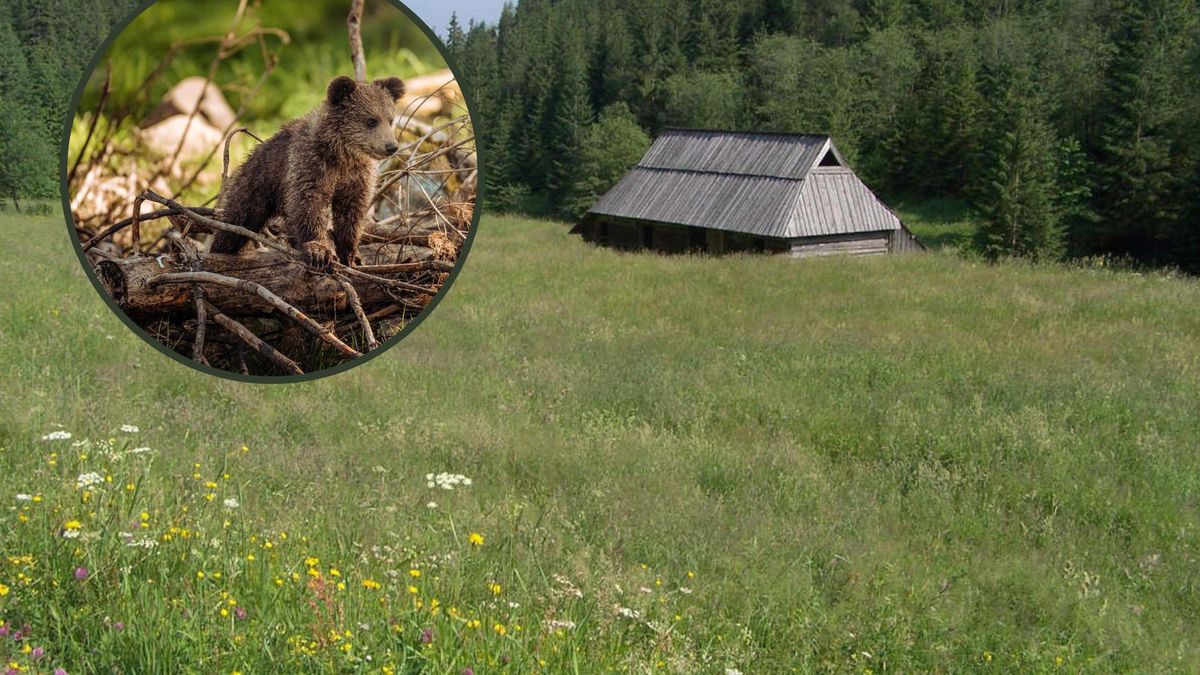 Turyści uciekali przed młodym niedźwiedziem na szlaku w Tatrach