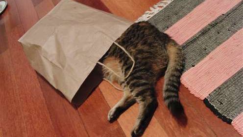 Zdjęcie zamiast telefonu. Plaga oszustw na Allegro 1