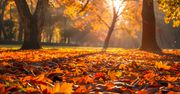 Tarnów: Park Strzelecki pod kołderką z liści wygląda zjawiskowo