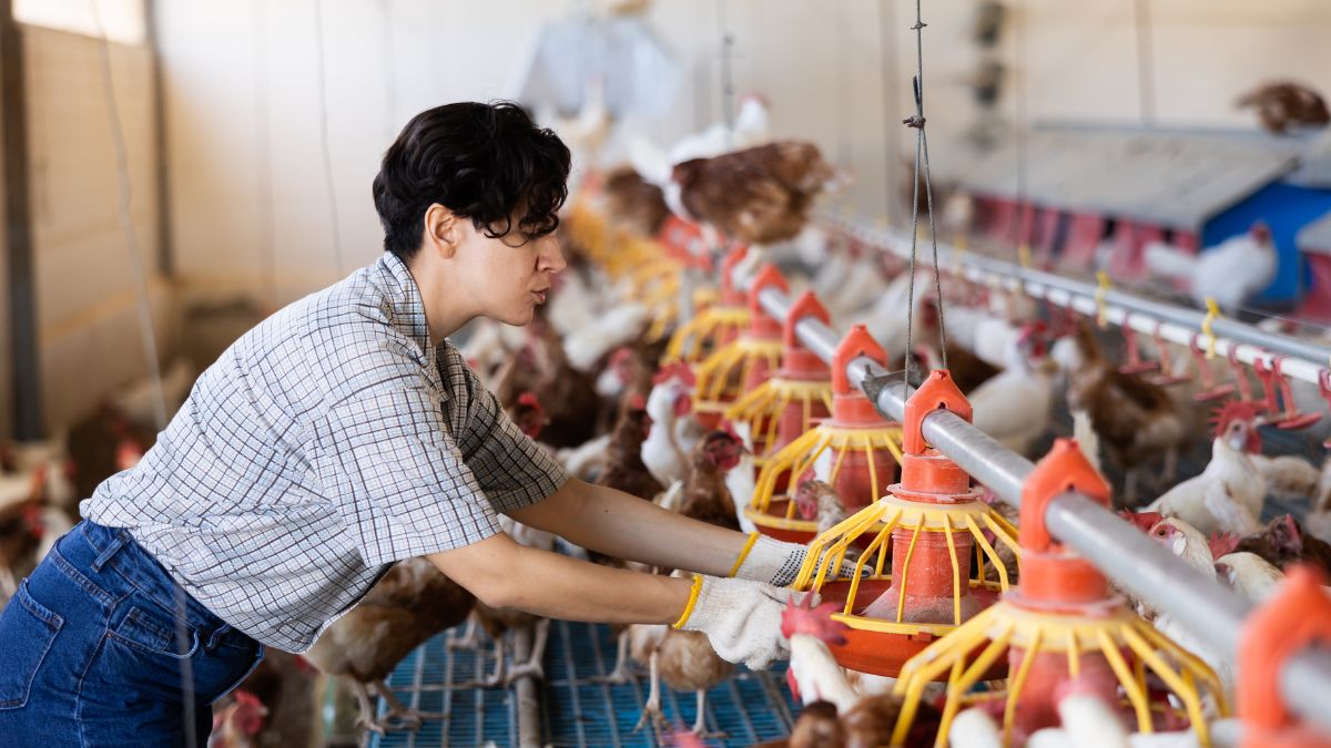 Ferma kurczaków - Pyszności