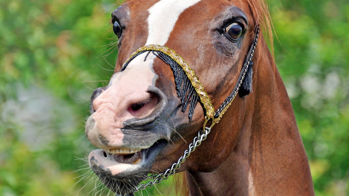 Holendrzy rocznie mogą tracić na handlu kńmi nawet 100 mln euro 