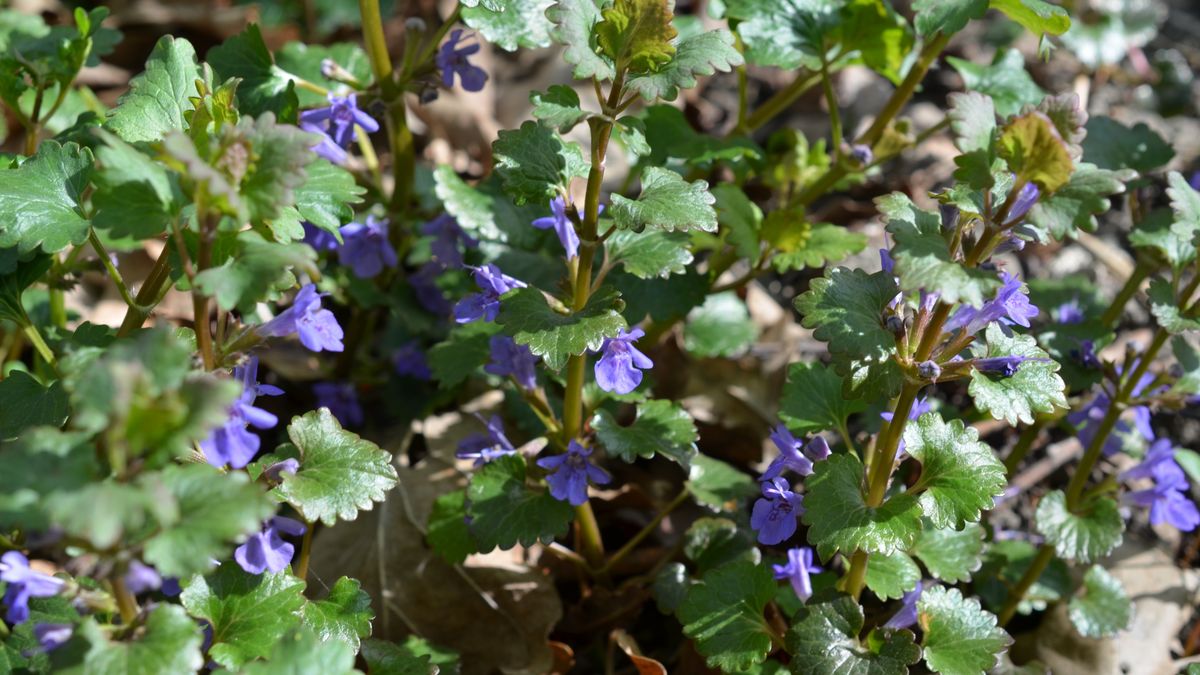 Bluszczyk kurdybanek kwitnie wiosną
