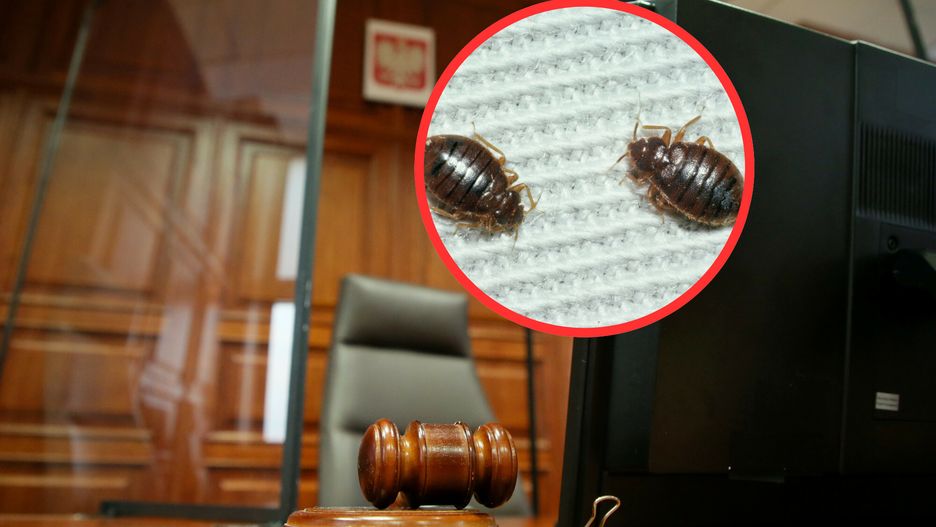 Pluskwy pojawiły się w Sądzie Okręgowym przy ul. Płockiej 9 w Warszawie