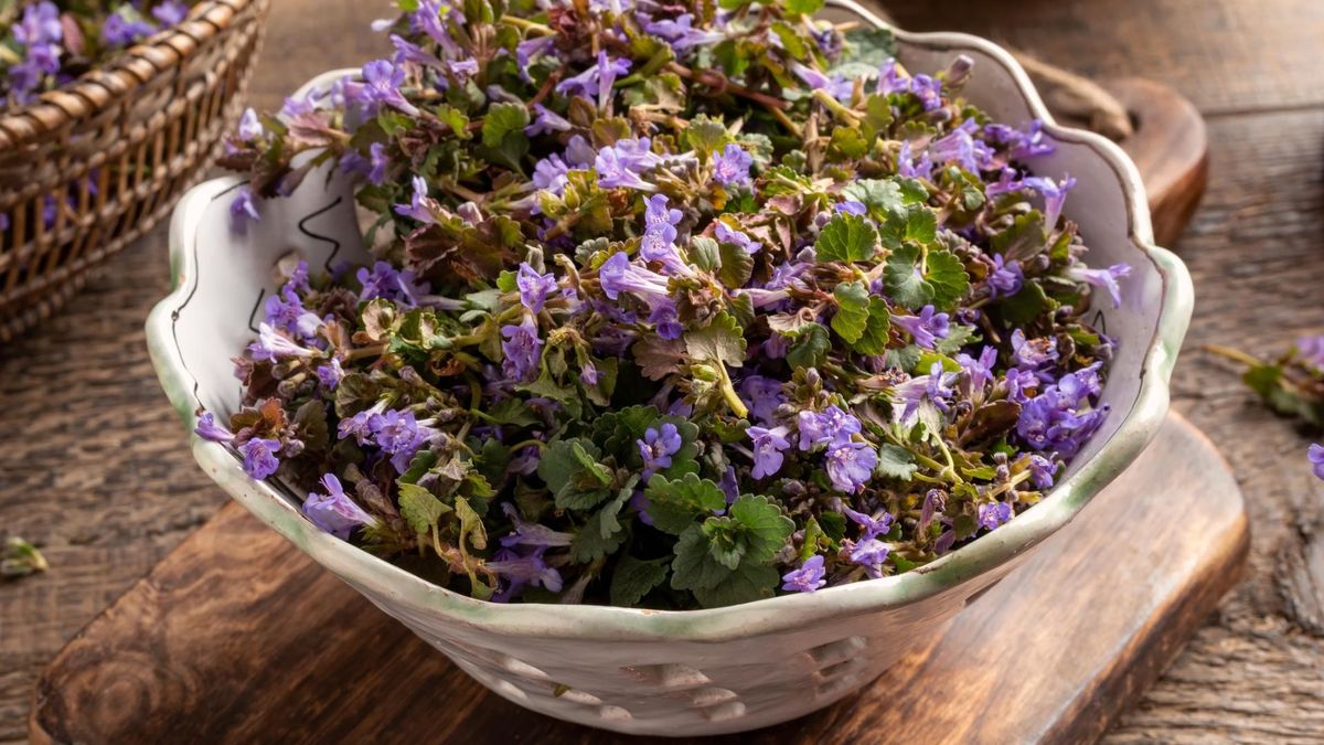 Zapomniane słowiańskie ziele.