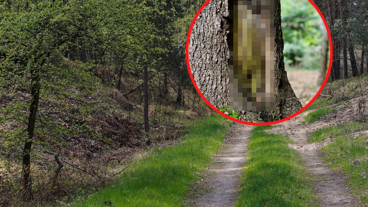 Znaki na drzewach w lesie. To oznacza jedno