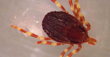 Niebezpieczne kleszcze wędrowne w Europie. Przenoszą śmiertelną gorączkę