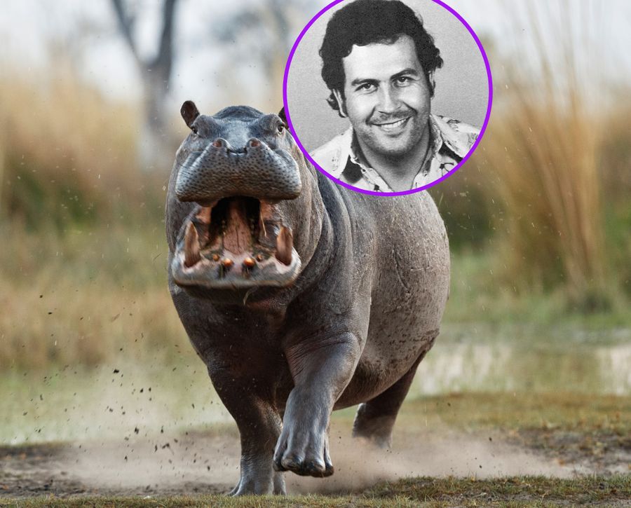 Kokainowe hipopotamy Pablo Escobara problemem Kolumbii