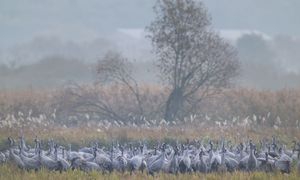 Rolnicy mówią o masowych nalotach. Mają dość