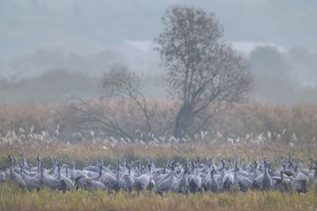 Rolnicy mówią o masowych nalotach. Mają dość