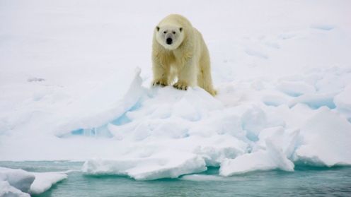 Niedźwiedzie polarne niszczą sprzęt BBC wart fortunę 1