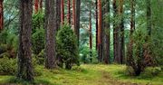 Co wiesz o lasach? Prawdziwy miłośnik natury odpowie na wszystkie