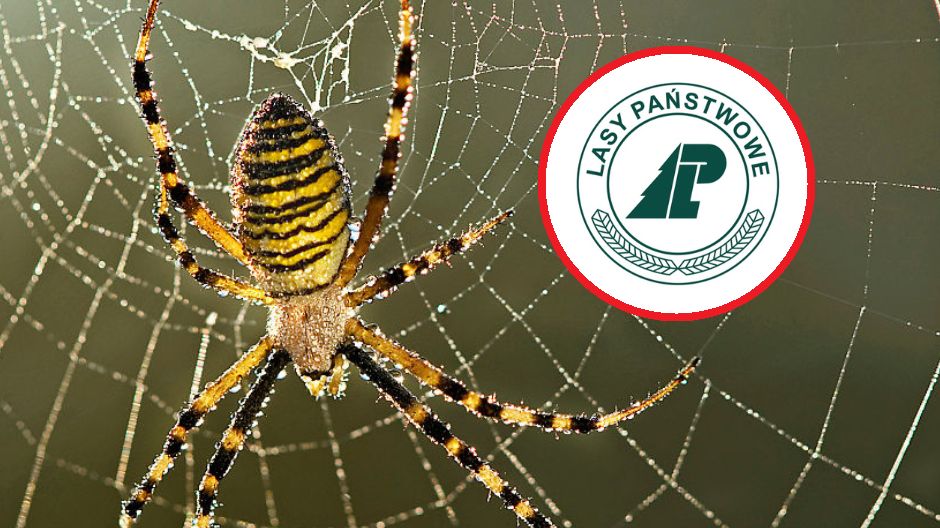 Bliski krewny krzyżaka. "Dawniej pająk ten w Polsce był rzadki"