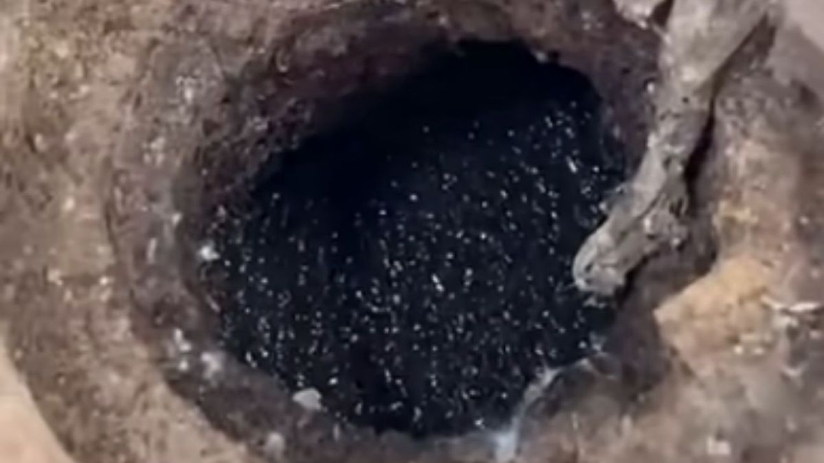 Muszki kanalizacyjne